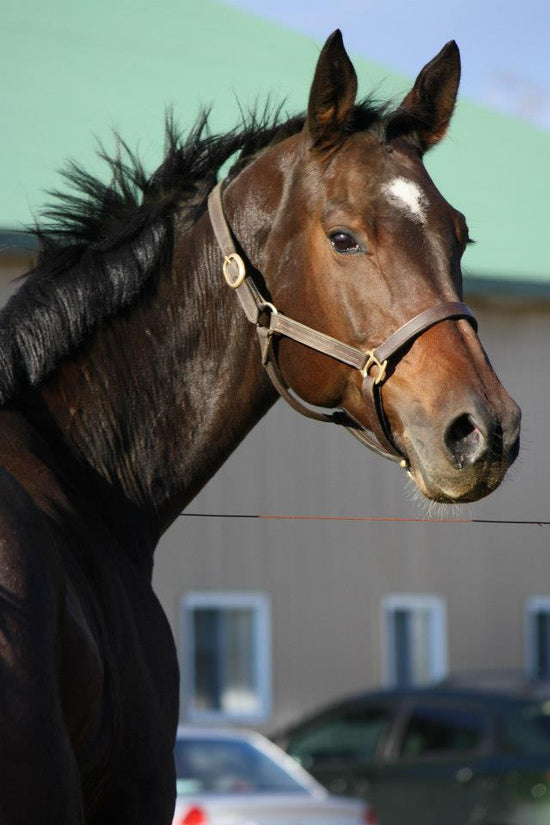 photo d'un cheval